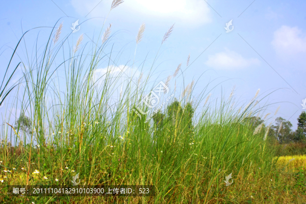 田園田野