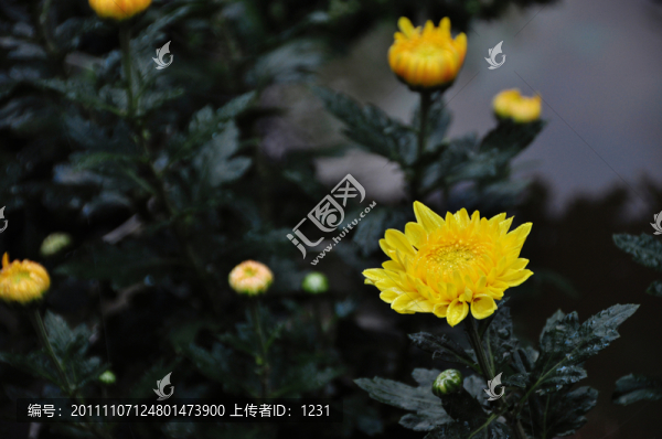 菊花