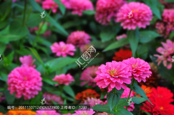 百日菊