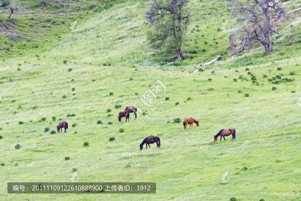 牧馬