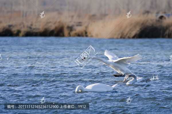 天鵝湖