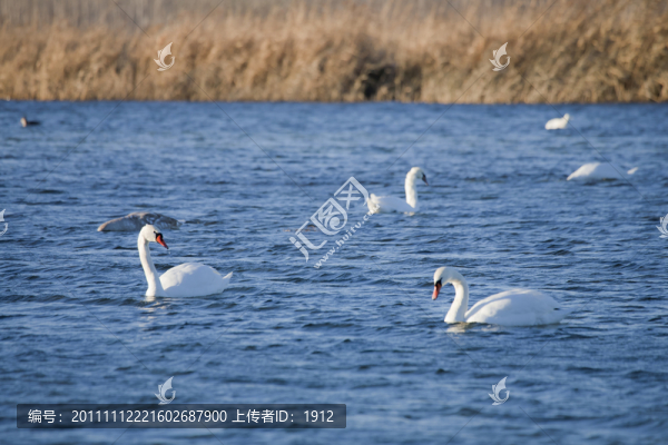 天鵝湖