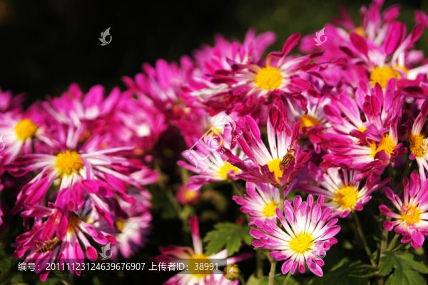菊花