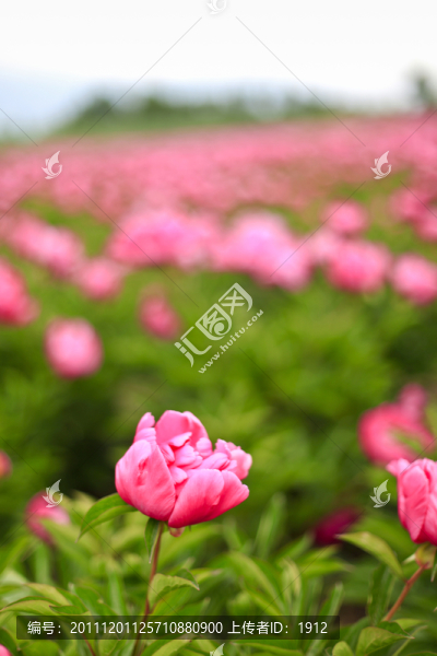 芍藥