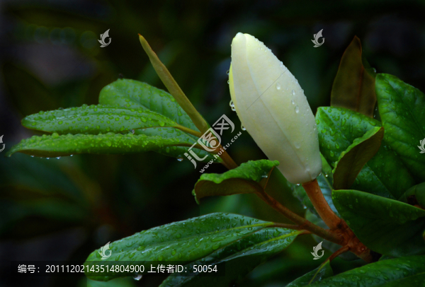 白玉蘭