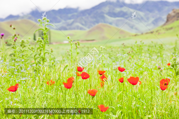 草原紅花