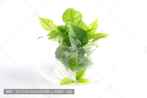 綠葉