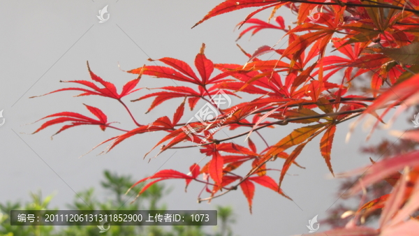 紅楓葉與白墻