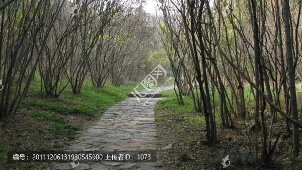 竹林秋景