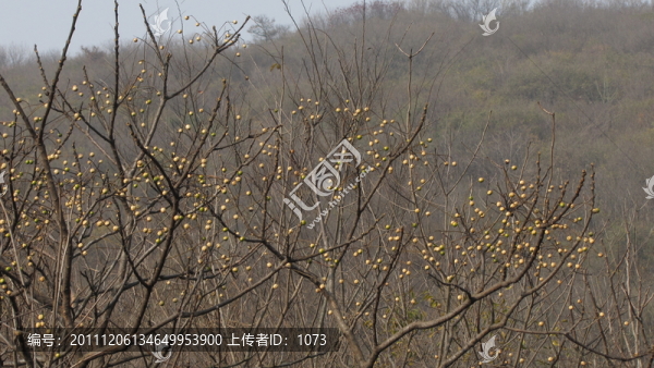 楝樹果實(shí)滿枝頭