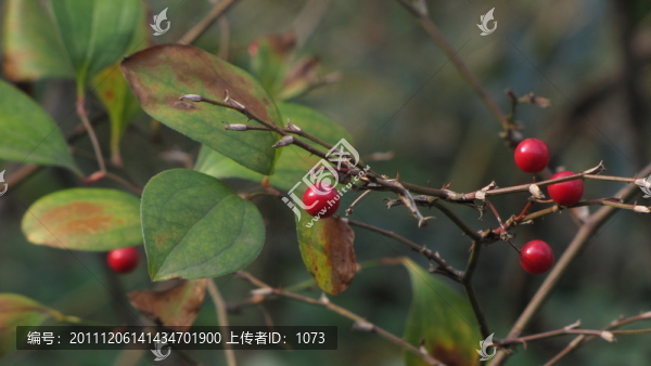 秋果