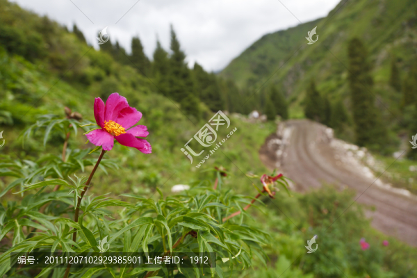 芍藥