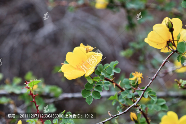 黃薔薇