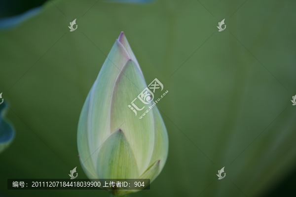 荷花花蕾