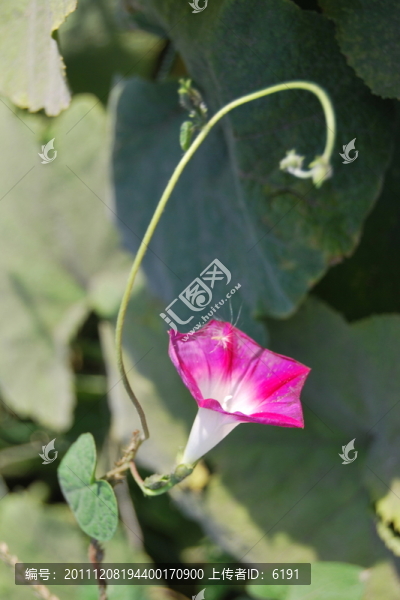 牽牛花