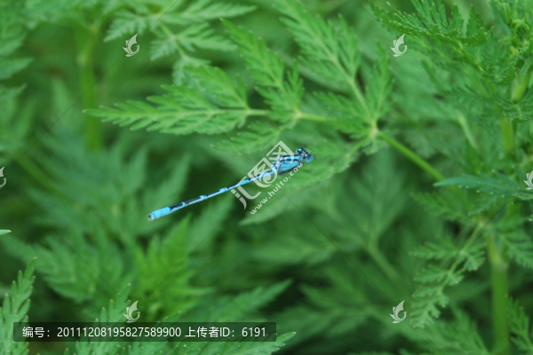 蜻蜓幼蟲