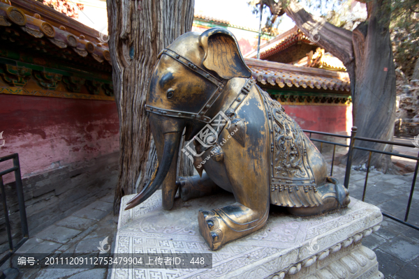 跪象