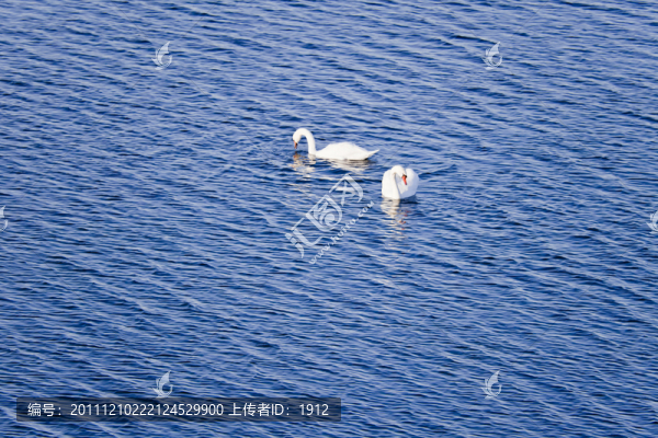 天鵝湖