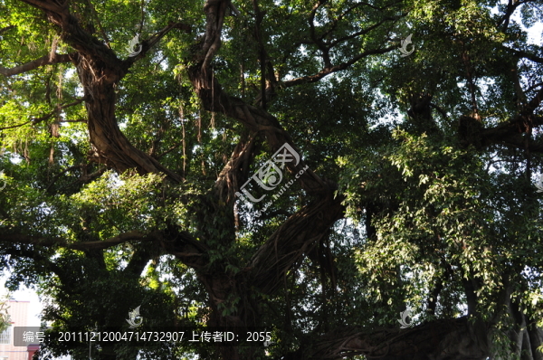 小洲村榕樹