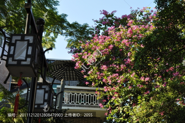 小洲村