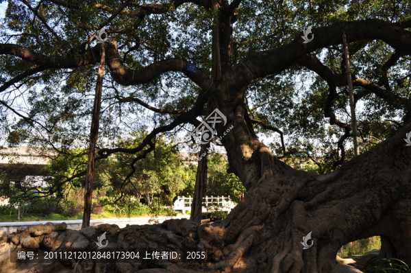 小洲村榕樹(shù)