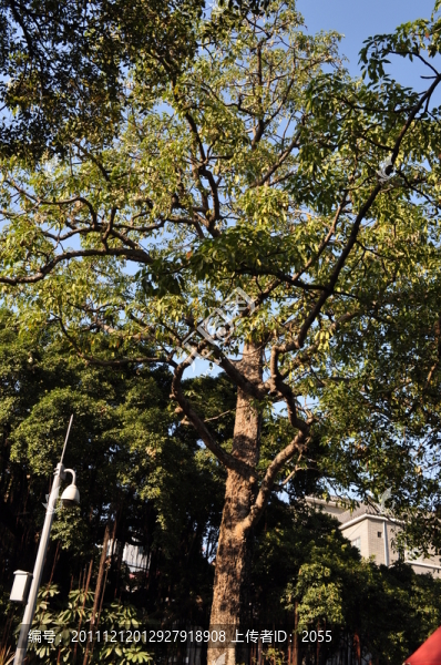 小洲村榕樹