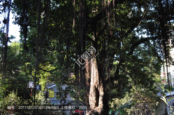 小洲村