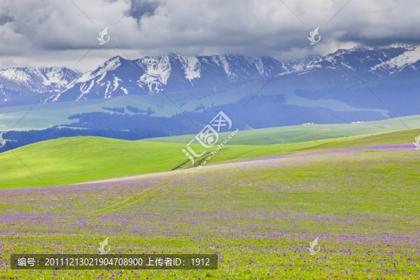 新疆草原
