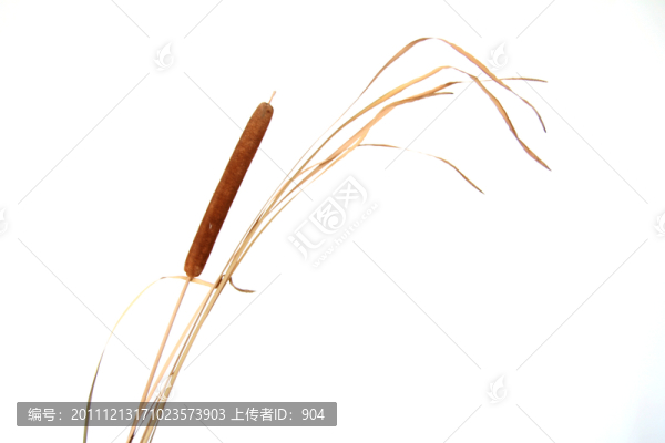 蘆葦