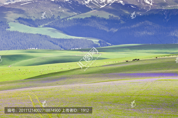 天山牧場