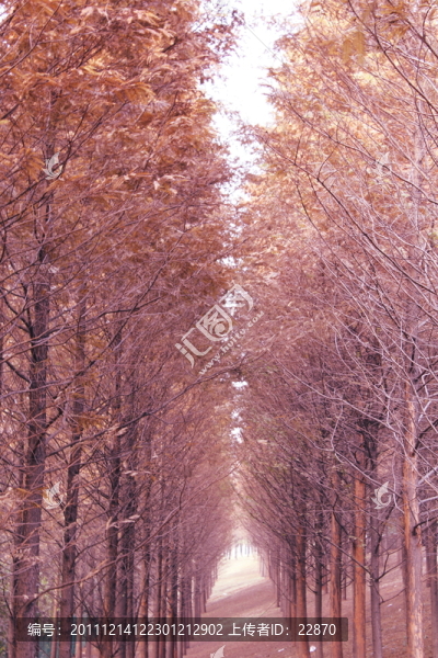 紅樹林