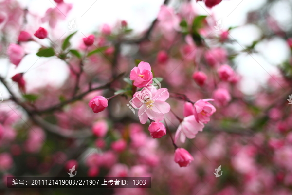 海棠花