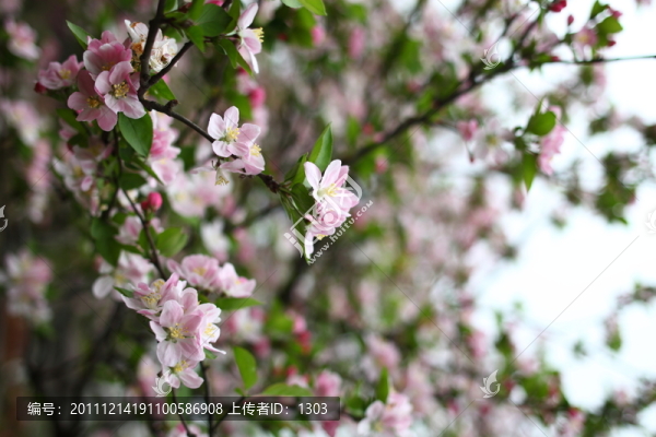 海棠花