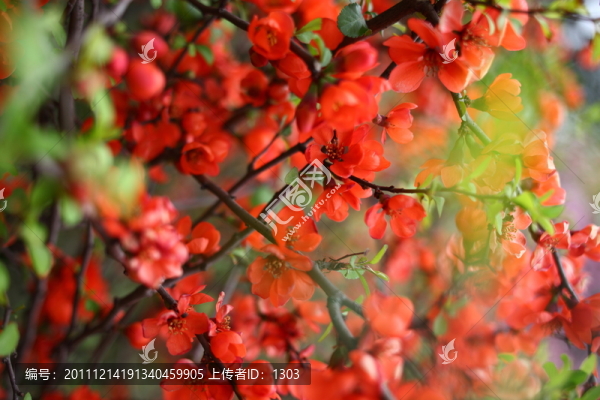 海棠花