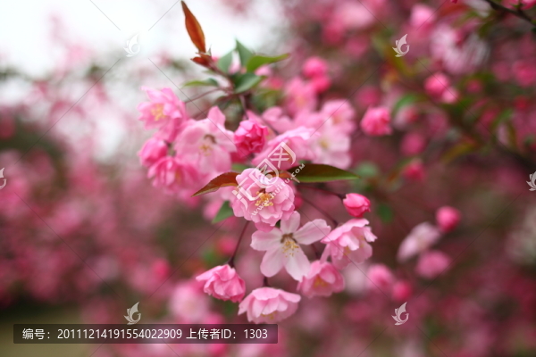 海棠花