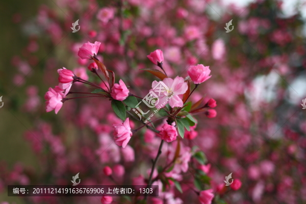 海棠花