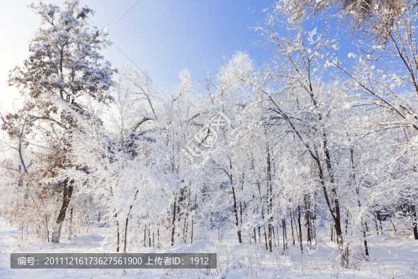 冬雪