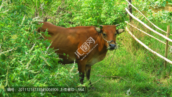 農(nóng)耕黃牛