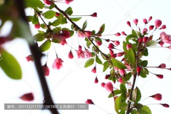 海棠花