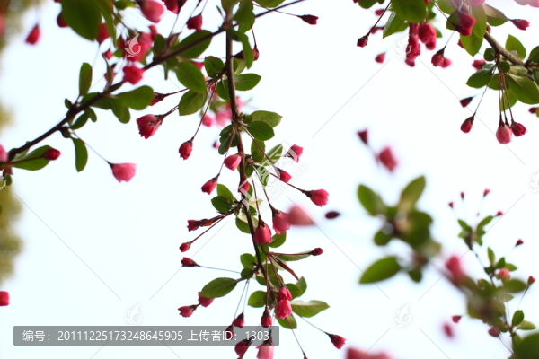 海棠花