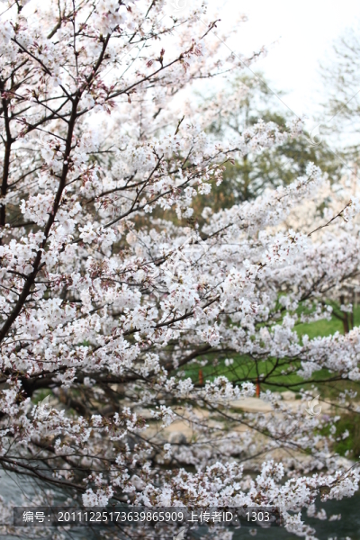 櫻花
