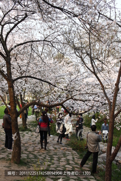 櫻花