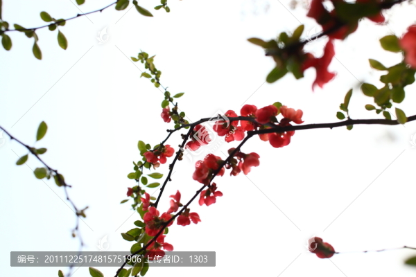 海棠花