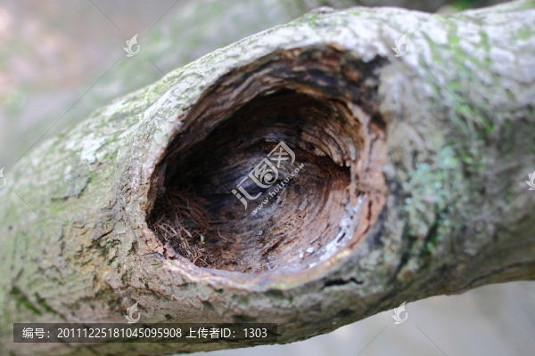 樹洞
