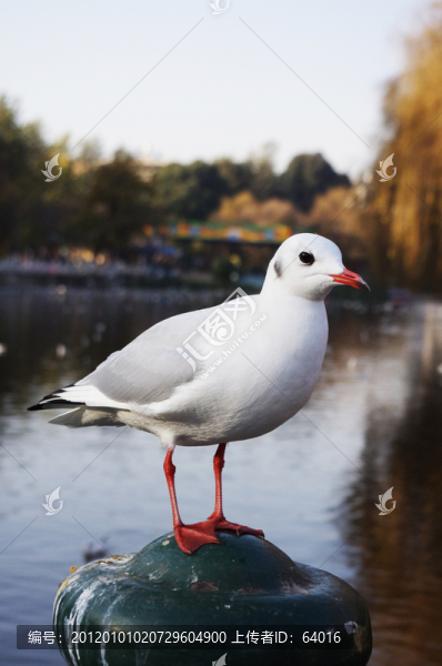 翠湖海鷗