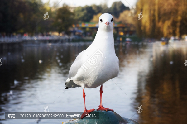 翠湖海鷗