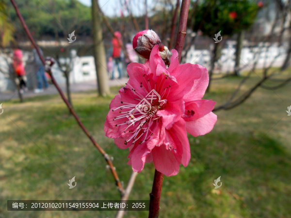 桃花