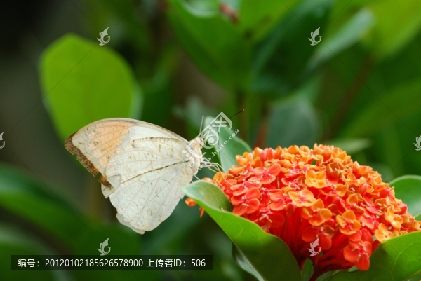蝴蝶