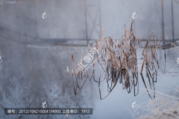 蘆葦