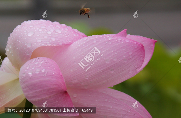 戲荷